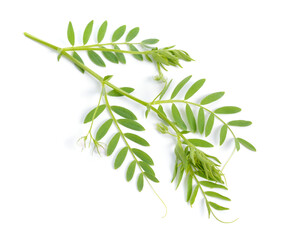 lentil plant or Lens culinaris or Lens esculenta. With flowers isolated.