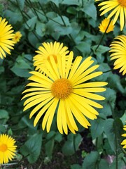 Beautiful yellow daisies in the Park macro