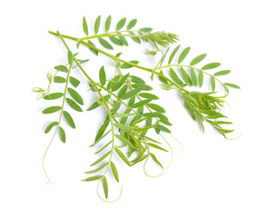 lentil plant or Lens culinaris or Lens esculenta. With flowers isolated.