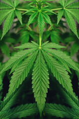 Fototapeta na wymiar Young, green cannabis plants grow in pots. Growing medical marijuana.