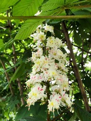Beautiful flower of the chestnut tree macro