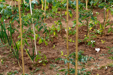 young tomato plants growing in on vegetable patch in kitchen garden