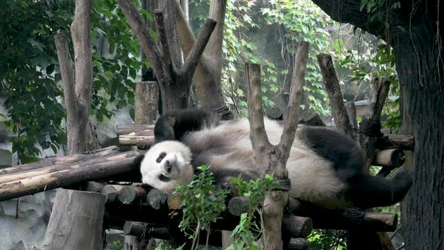  Chinese giant panda having good time