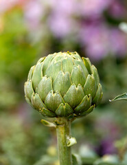 Fototapeta premium Green Globe artichoke flower bud in a vegetable kitchen garden