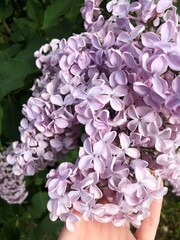 Beautiful purple lilac in the summer garden