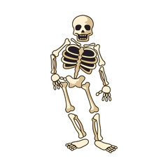 human skeleton icon isolated on white background. vector illustration