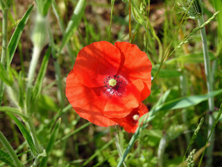 Fototapeta premium roslina o czerwonych kwiatach o nazwie mak polny rosnacy w poblizu drogi polnej w miejscowosci fasty na podlasiu w polsce