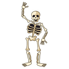 human skeleton icon isolated on white background. vector illustration