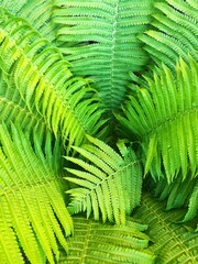 Beautiful green fern in the summer garden