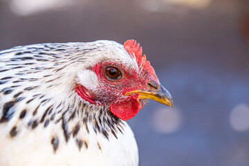 Close up of black and white free range chicken in farmers hands
