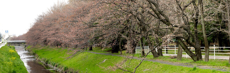 パノラマ撮影した春の桜の風景