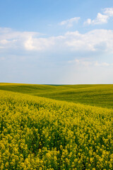 Obraz premium Rural agricultural fields landscape during early spring with a canola rapeseed field in blossom.