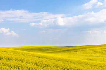 Rural agricultural fields landscape during early spring with a canola rapeseed field in blossom.