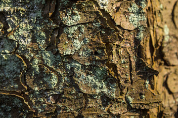 Texture of tree bark with green moss. Close up backdrop.