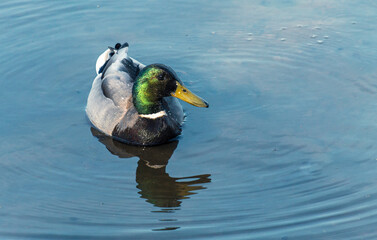 Mallard Hybrid Resulting in Slightly different Shades In The Plumage