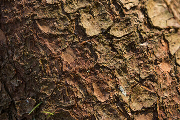 Texture of tree bark. Close up backdrop.