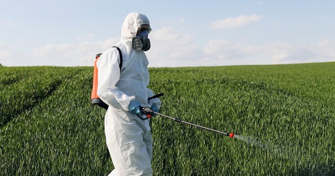 Male farmer in white protective clothes, gloves, mask and goggles walking the green field and spraying pesticides with pulverizator. Man fumigating harvest with chemicals. Fertilizer concept.