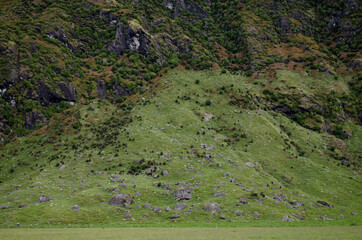 崖を登る羊の群れ