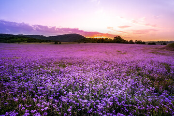  The Chełmiec mountain massif, near Wałbrzych in Lower Silesia, at sunset, seen from the field of phacelia blooming in spring.