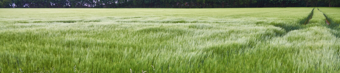 View over a young bright green wheat field with one lane and dark bushes on the horizon