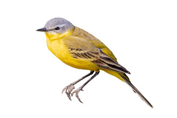 The Western Yellow Wagtail (Motacilla flava) is a small passerine in the wagtail family Motacillidae. Cut out on white background.