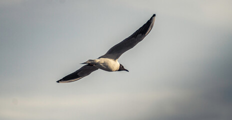 Black Headed Gull In Flight In Kettering 