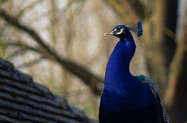 Male Blue Peacock Indian Peafowl Pavo Cristatus In Kettering England