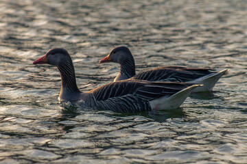 A Couple of Greylag Geese On A Lake In England At Sunset