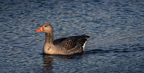 A Greylag Goose Alone On the Water In Leicester In The Midlands UK