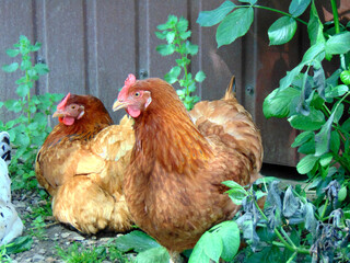 two red chickens sitting on the grass