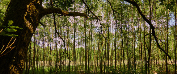 Thin trees standing close together at the edge of a bog