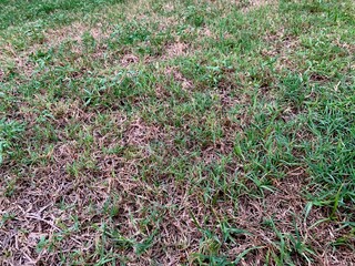 Damaged lawn with bare spots. Patchy grass, lawn in bad condition and need maintaining