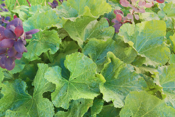 Natural green leaf texture. Background for design postcards or layout. Close-up, top view.