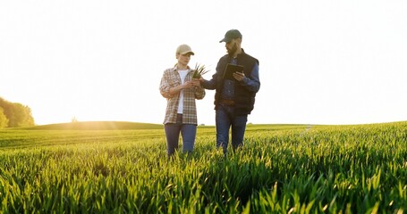 Caucasian woman and man in hats walking in field and talking about harvest. Male showing to female something on tablet device. Couple of farmers examining green plants of wheat in sunlight. - Powered by Adobe