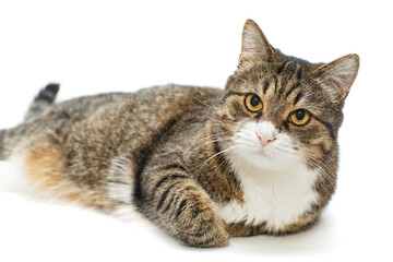 Obraz premium Large grey cat is lying