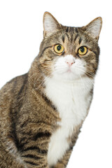 Portrait of a large grey cat