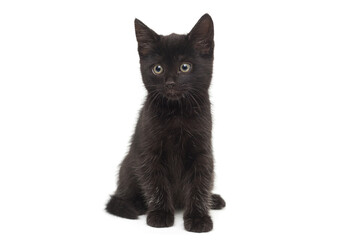 Small black kitten on a white background.