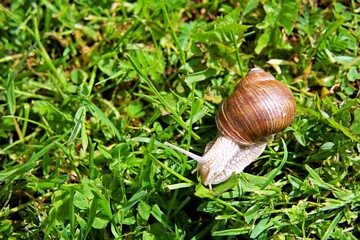 Large grape snail