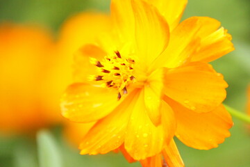 Fototapeta premium キバナコスモス