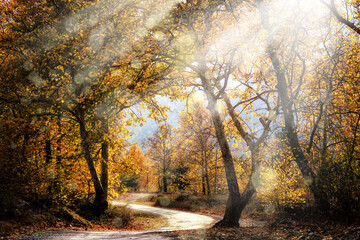 Sunbeams shining over dirt country road with colorful autumn leaves and trees in forest