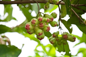 rose apple is on a tree

