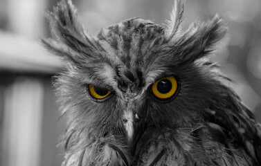 Obraz premium owl's sharp eyes isolated in black and white 