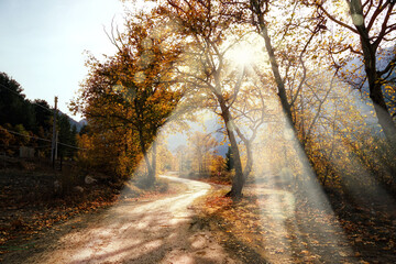 Sunbeams shining over dirt country road with colorful autumn leaves and trees in forest