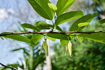 custard apple is growing 
