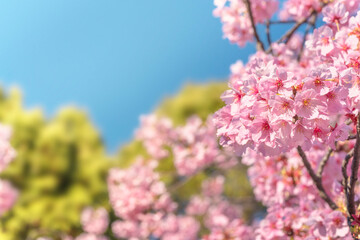 Close-up on a pink japanese sato-zakura or prunus serrulata Kanzan cherry blossoms against a blue sky bokeh background.