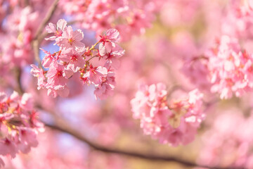 Obraz na płótnie Canvas Close-up on a pink japanese sato-zakura or prunus serrulata Kanzan cherry blossoms against a sakura bokeh background.