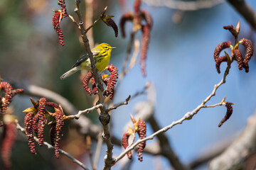 An out-of-range Prairie Warbler perched in an Eastern Cottonwood at Ashbridges Bay Park during spring migration in Toronto, Ontario, Canada.