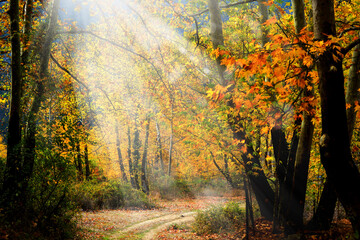 Landscape image of dirt countryside dirt road with colorful autumn leaves and trees in forest of Mersin, Turkey