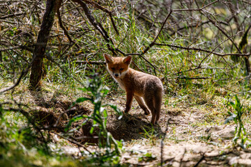 Young fox in the dunes of the Amsterdam water supply Area - Jonge vos in de Amsterdamse Waterleiding Duinen (AWD)