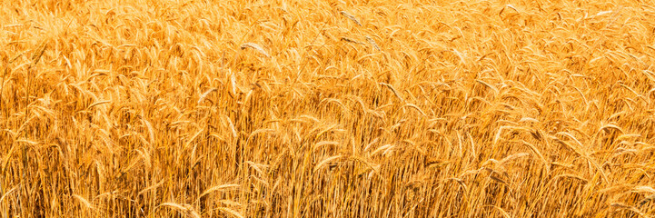 Sunny golden wheat field, ears of wheat close up background